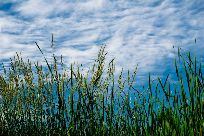 Wild Rice with a blue sky and white clouds in the background